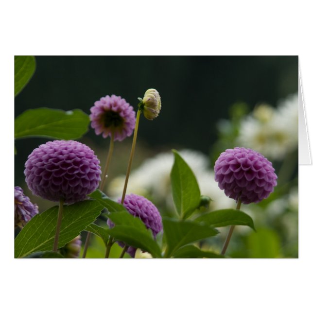 Dahliakort Hälsningskort (Framsidan Horizontal)