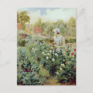 Dahlias 1896 vykort