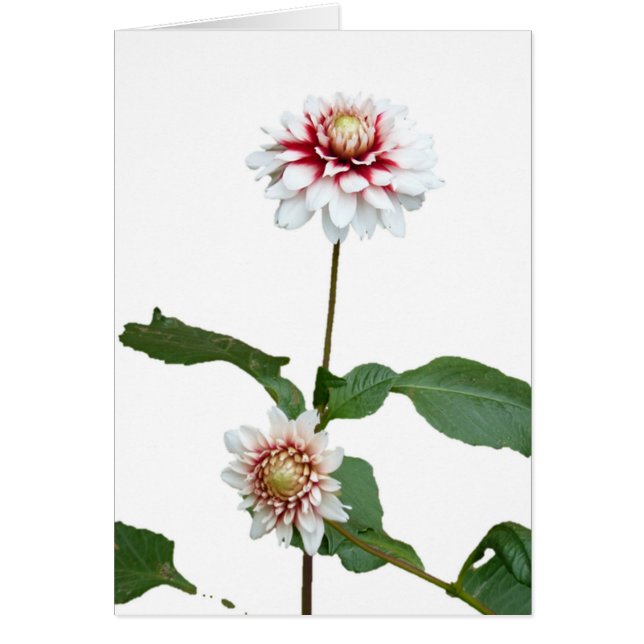 Dahlias 1 hälsningskort (Framsidan)