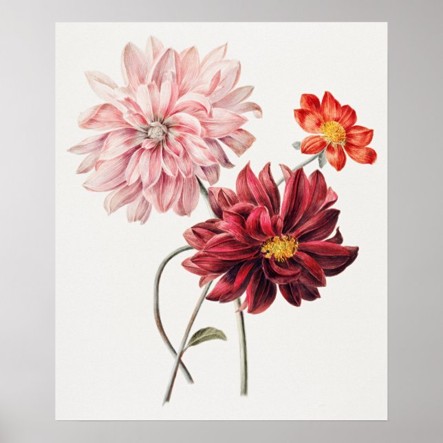 Dahlias av Willem Hekking  Poster (Framsidan)