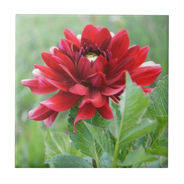 Dahlias blommar keramiskt belägger med tegel kakelplatta (Framsidan)