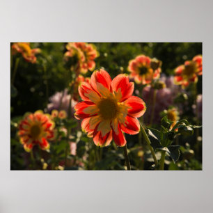 Dahlias, dahlia farm, Canby, Oregon, USA 2 Poster