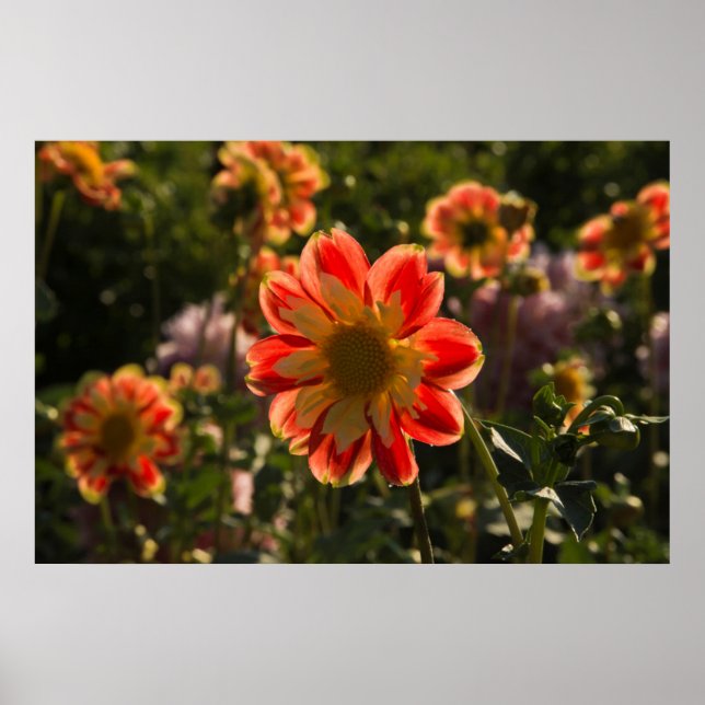 Dahlias, dahlia farm, Canby, Oregon, USA 2 Poster (Framsidan)
