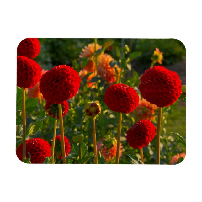 Dahlias, dahliagård, Canby, Oregon, USA 3 Magnet (Horisontell)