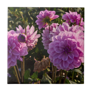 Dahlias, dahliagård, Canby, Oregon, USA 5 Kakelplatta