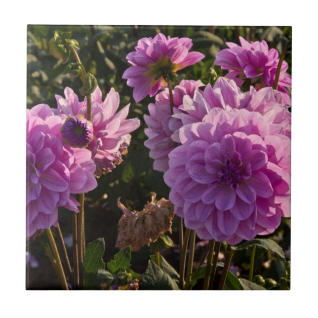 Dahlias, dahliagård, Canby, Oregon, USA 5 Kakelplatta (Framsidan)
