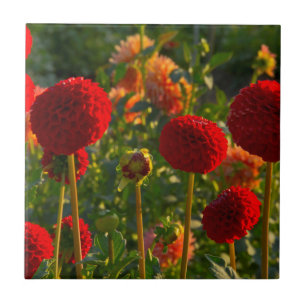 Dahlias, dahliaodling, Canby, Oregon, USA 3 Kakelplatta