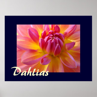 Dahlias Fotografisk konsttryck Rosa Gul Dahlia Poster