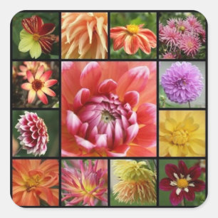 dahlias fyrkantigt klistermärke