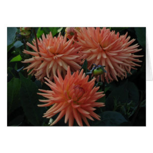 Dahlias Hälsningskort