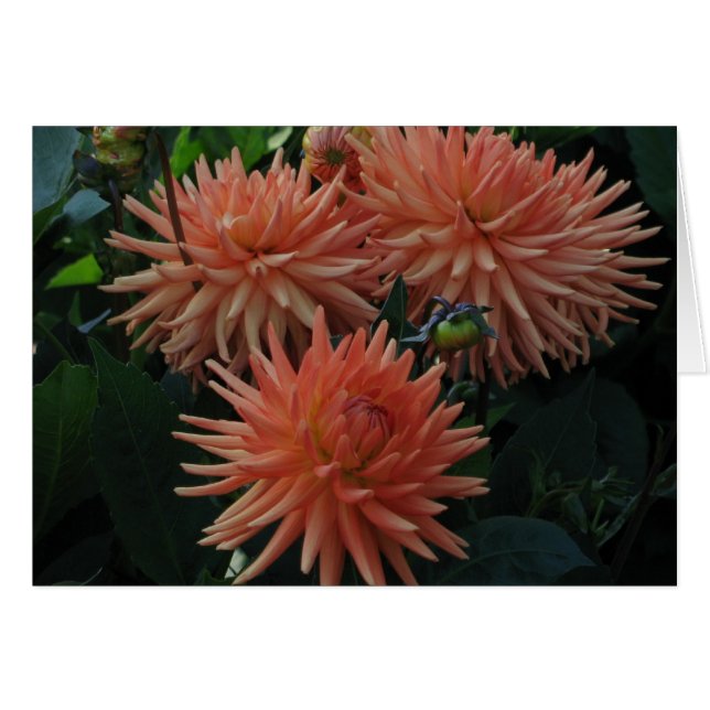 Dahlias Hälsningskort (Framsidan Horizontal)