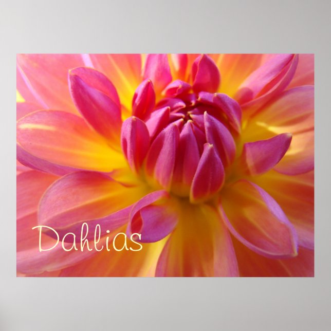 Dahlias konsttryck Rosa gula dahliablommor Poster (Framsidan)