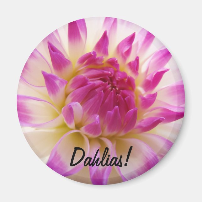 Dahlias! magnet Rosa Vit Dahliablomma (Framsidan)