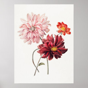 Dahlias Willem Hekking Vintage Blommigt Art Poster