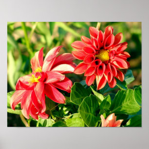 Dahliasfotoaffisch/tryck Poster