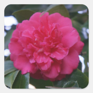 Daikagura Red Camellia Stickers Fyrkantigt Klistermärke