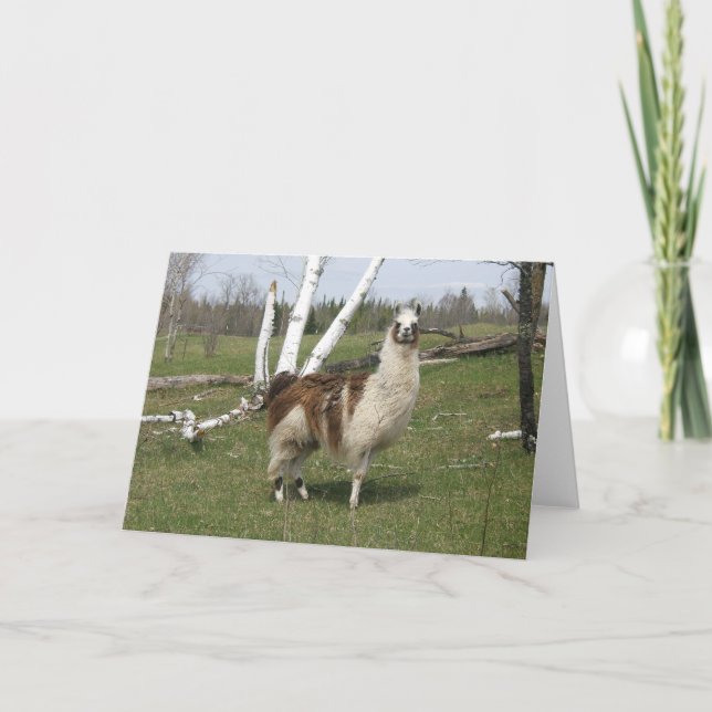 DAILY LLAMA KORT (Framsida)