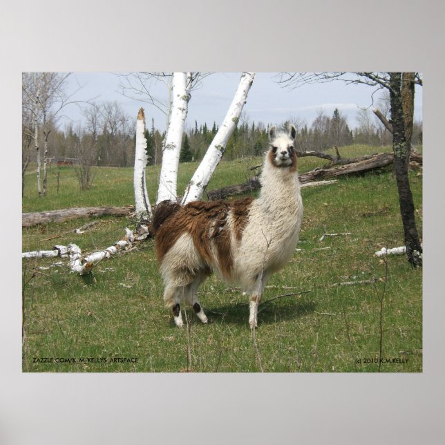DAILY LLAMA POSTER (Framsidan)