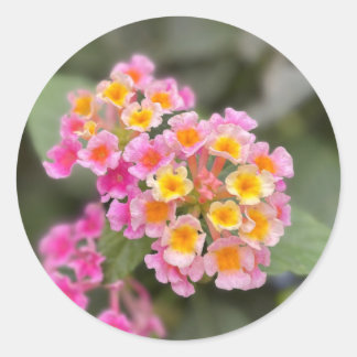 Dainty rosa och orange blomsticker runt klistermärke
