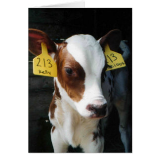 Dairy Calves Baby Cows Farm Kelly Photo Hälsningskort