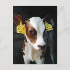Dairy Calves Baby Cows Farm Kelly Photo Vykort