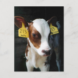 Dairy Calves Baby Cows Farm Kelly Photo Vykort