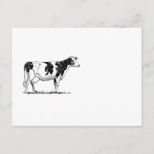 Dairy Cow Holstein Fresian Pencil Teckning Vykort