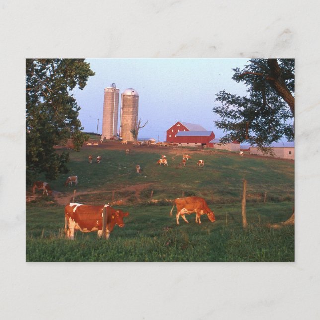 Dairy Farm Vykort (Framsida)