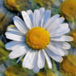 DAISY<br><div class="desc">En fotografisk design av många bilder med lite vild daisy.</div>