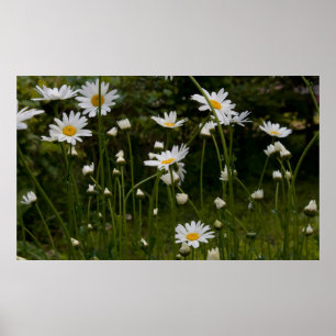 DAISY 1 POSTER