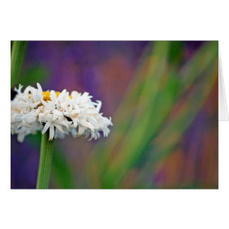 Daisy 2-kort OBS kort