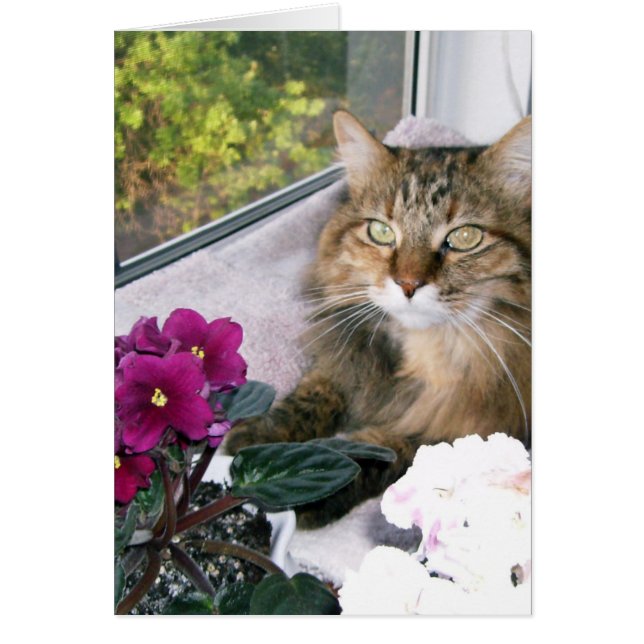 DAISY 4 HÄLSNINGSKORT (Framsidan)