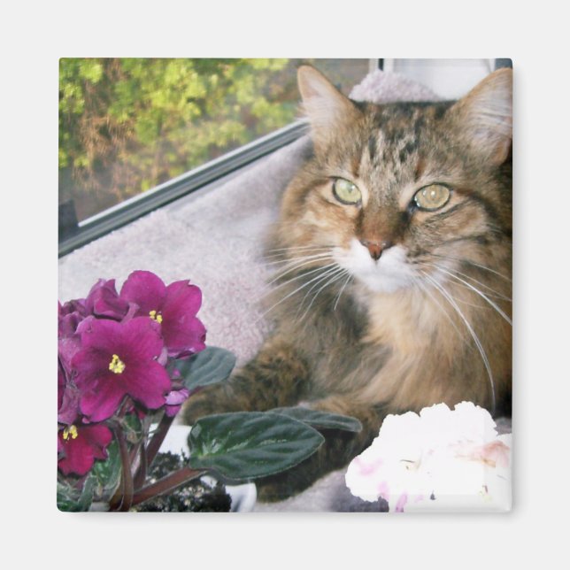 DAISY 4 MAGNET (Framsidan)