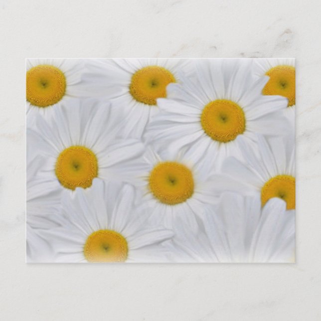 DAISY 6 VYKORT (Framsida)