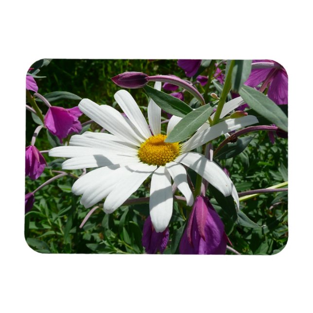 Daisy and Fireweed Wildflower Magnet (Horisontell)