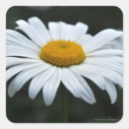 Daisy - Ansikte uppåt Fyrkantigt Klistermärke
