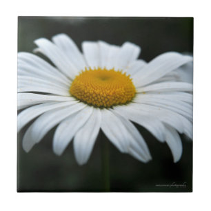 Daisy - Ansikte uppåt Kakelplatta