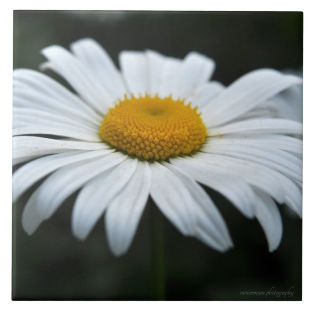 Daisy - Ansikte uppåt Kakelplatta (Framsidan)