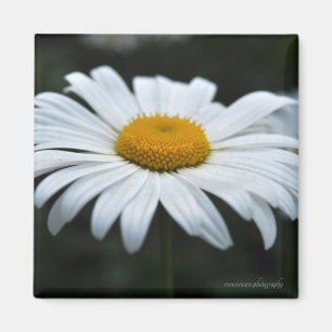 Daisy - Ansikte uppåt Magnet