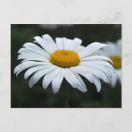 Daisy - Ansikte uppåt Vykort