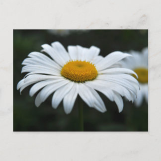Daisy - Ansikte uppåt Vykort