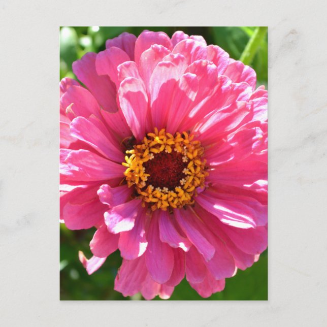 daisy av elegant klassisk rosa blommigt  morsa vykort (Framsida)