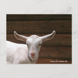 Daisy av Kid Goat-vykort Vykort