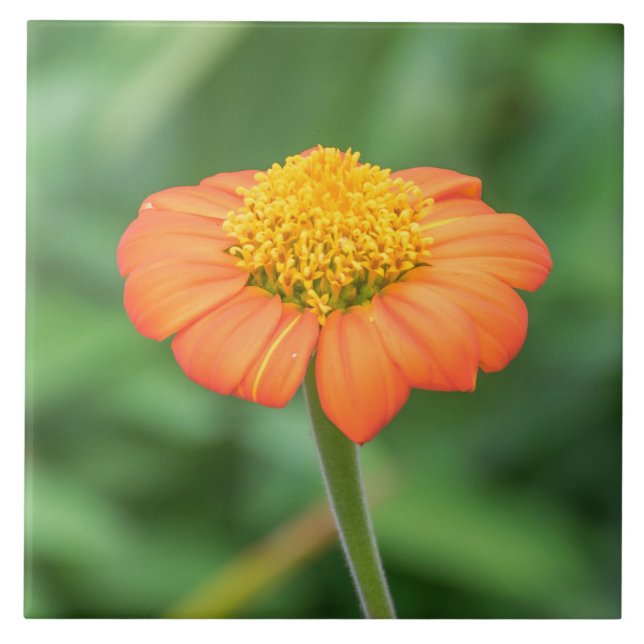 daisy av orange, keramisk platta kakelplatta (Framsidan)