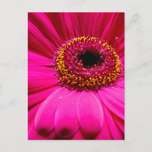 daisy av shock rosa vykort (Framsida)
