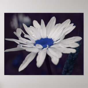 Daisy blomma med blå mittpunkt Abstrakt Poster
