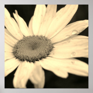 Daisy blomma med rabdroppar Sepia Poster