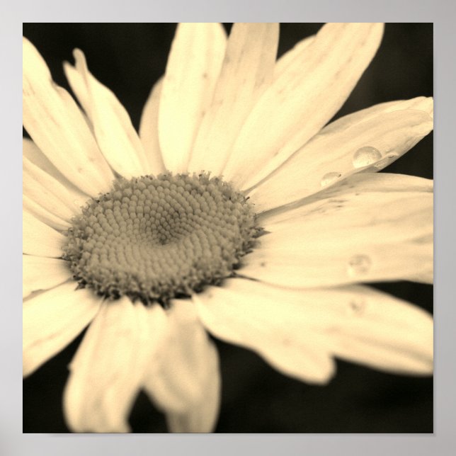 Daisy blomma med rabdroppar Sepia Poster (Framsidan)