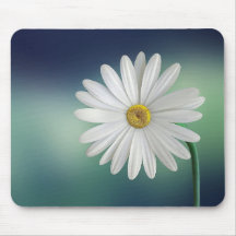 Daisy blomma