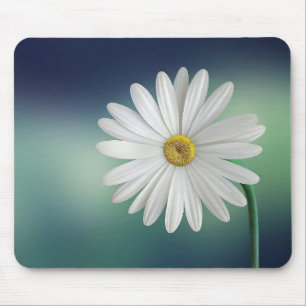Daisy blomma musmatta